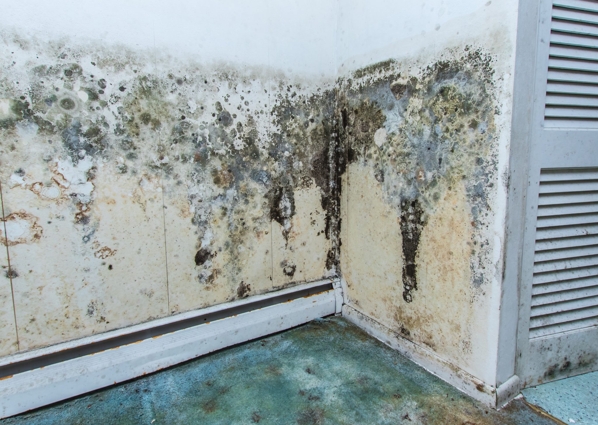 mould