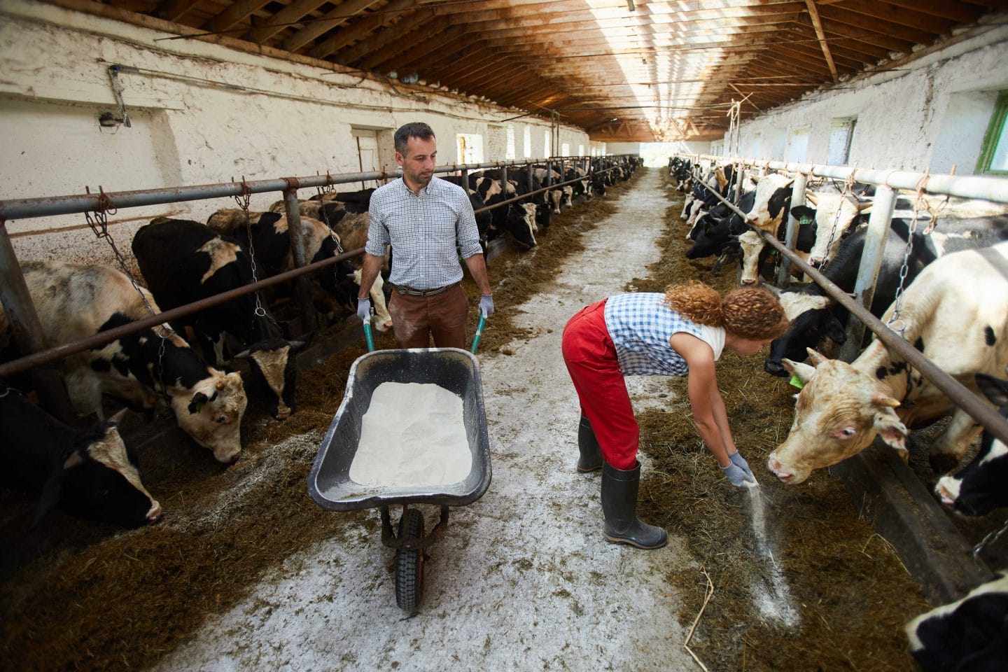 Dairy Farm Floor